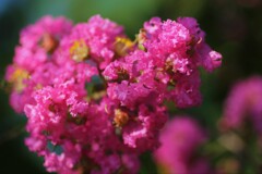 庭の草花⑯