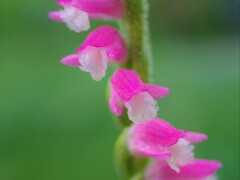 22庭の草花⑬