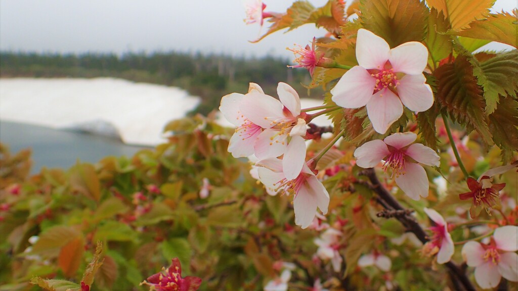 高嶺桜