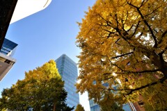 街の紅葉