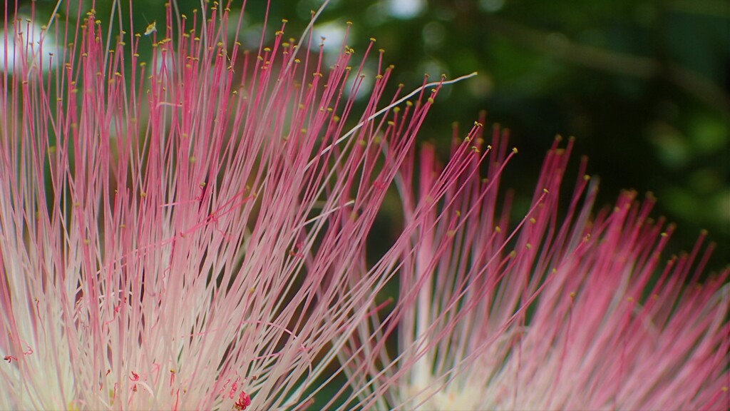 夏の花②