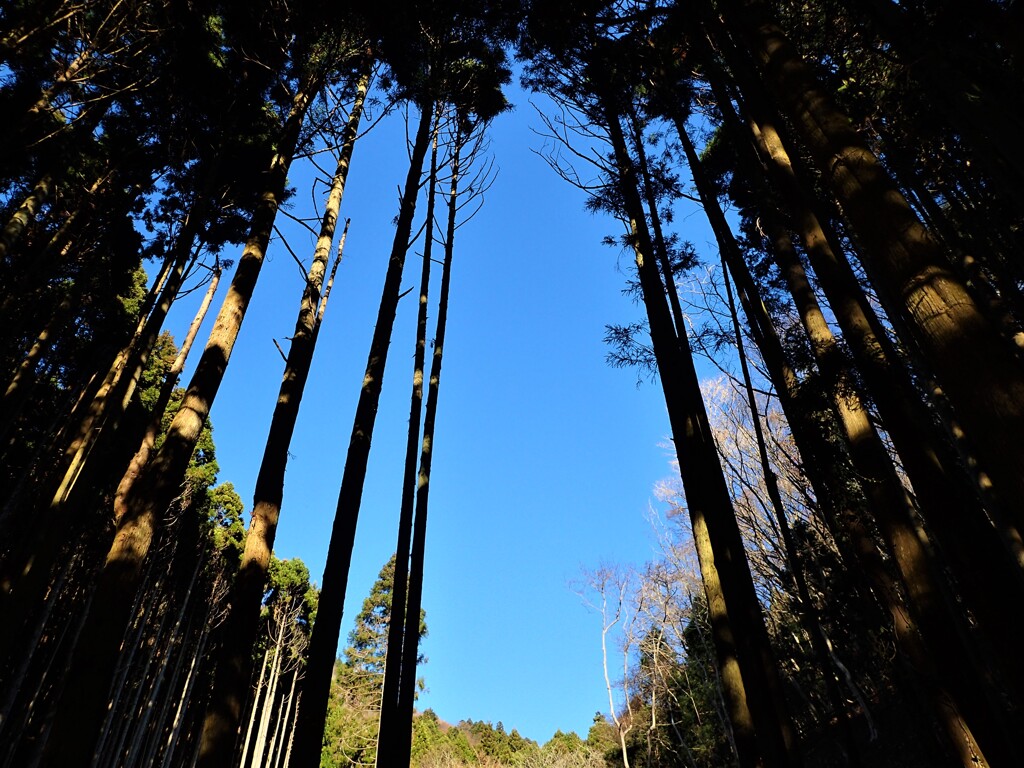 冬の青空