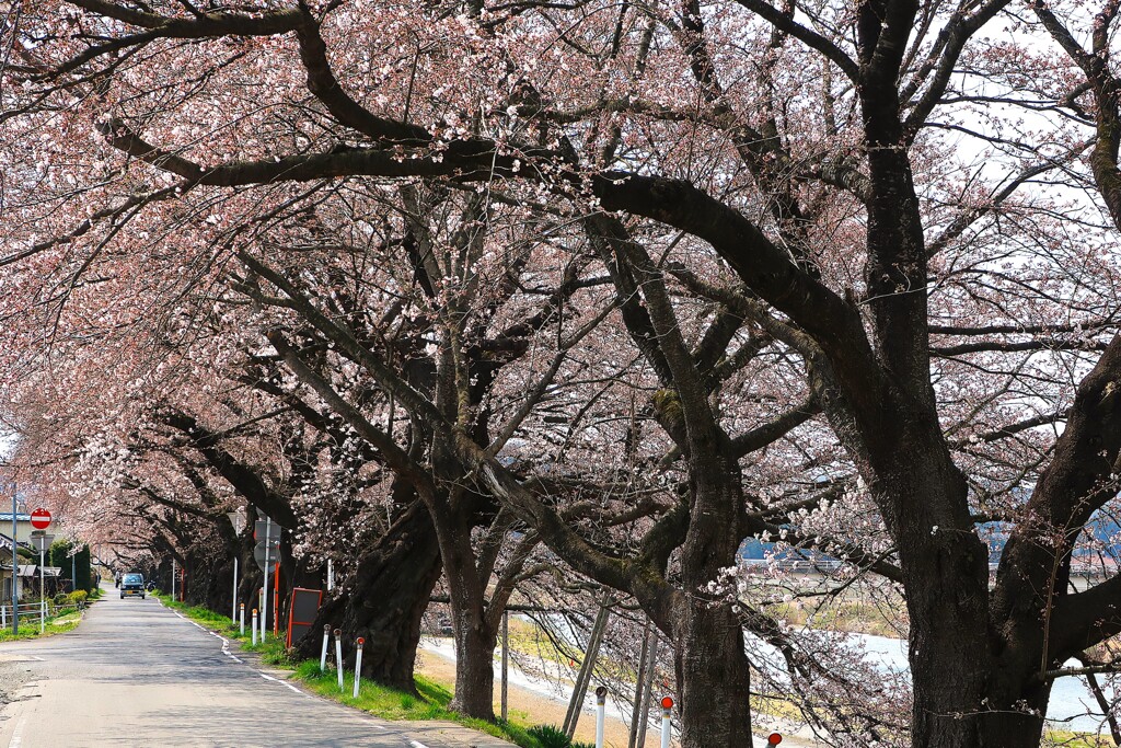 一目千本桜②