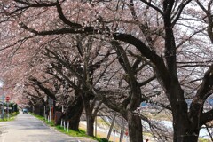 一目千本桜②