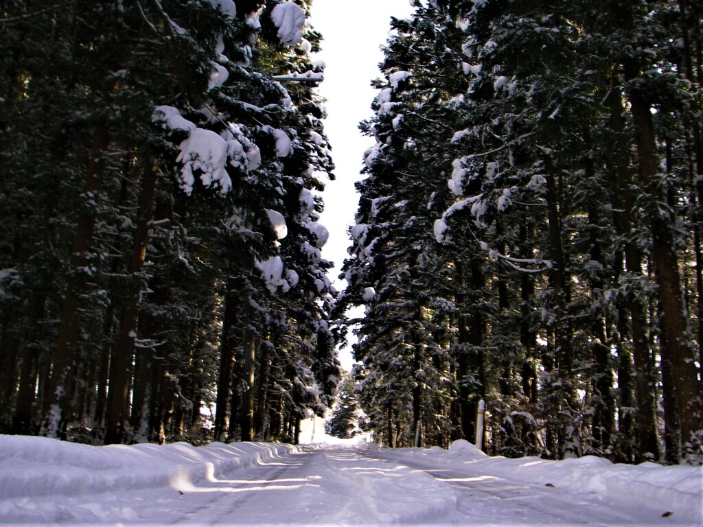 冬の林道