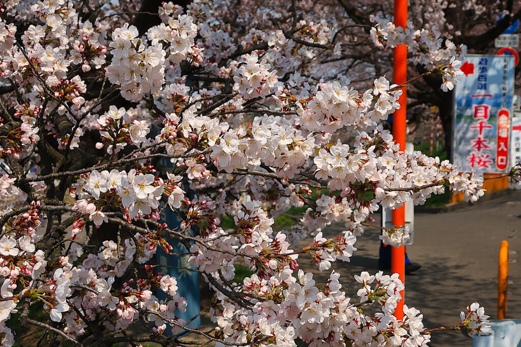 一目千本桜
