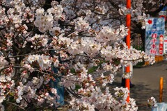 一目千本桜