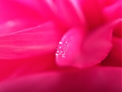 庭の草花⑳　