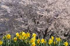 今年の桜③