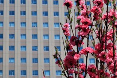 都会に咲く花