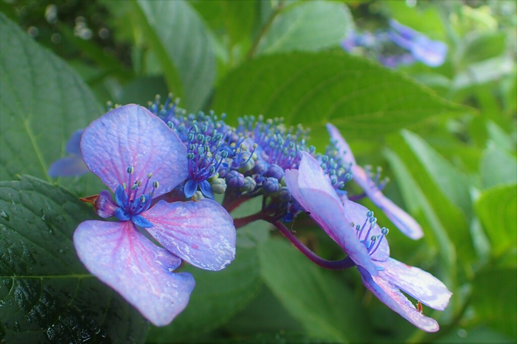 23 通勤路の花②