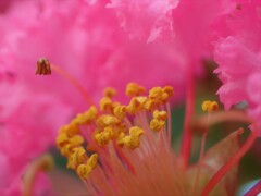 庭の草花㉑