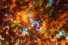 紅葉⑤