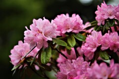 庭の草花③