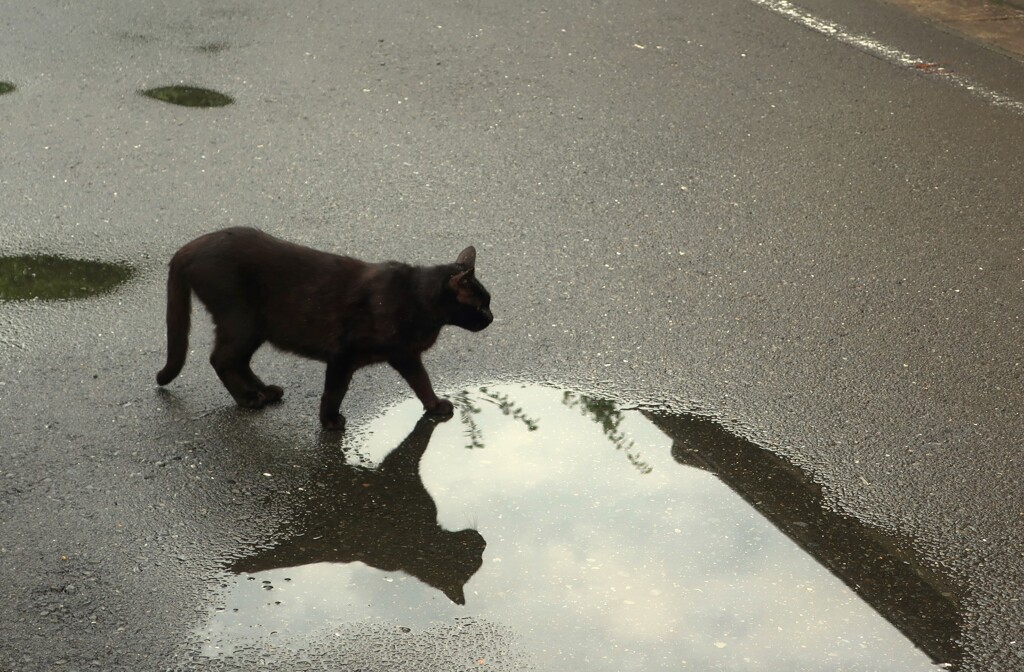 近所の猫②