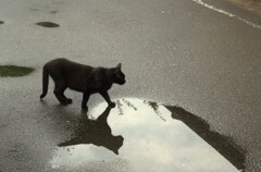 近所の猫②