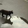 近所の猫②