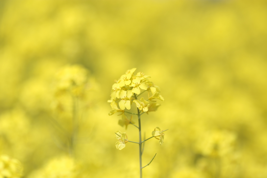 菜花