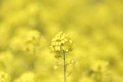 菜花