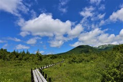 初夏の湿原