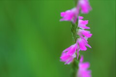 庭の草花⑮