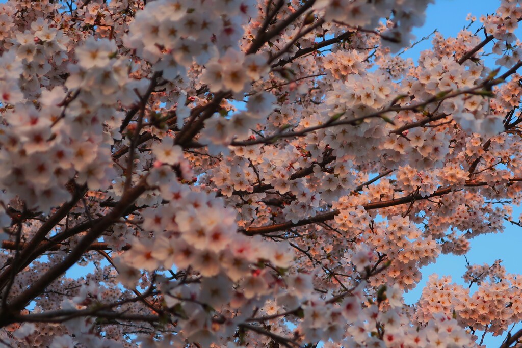 夕方の桜