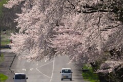 今年の桜②