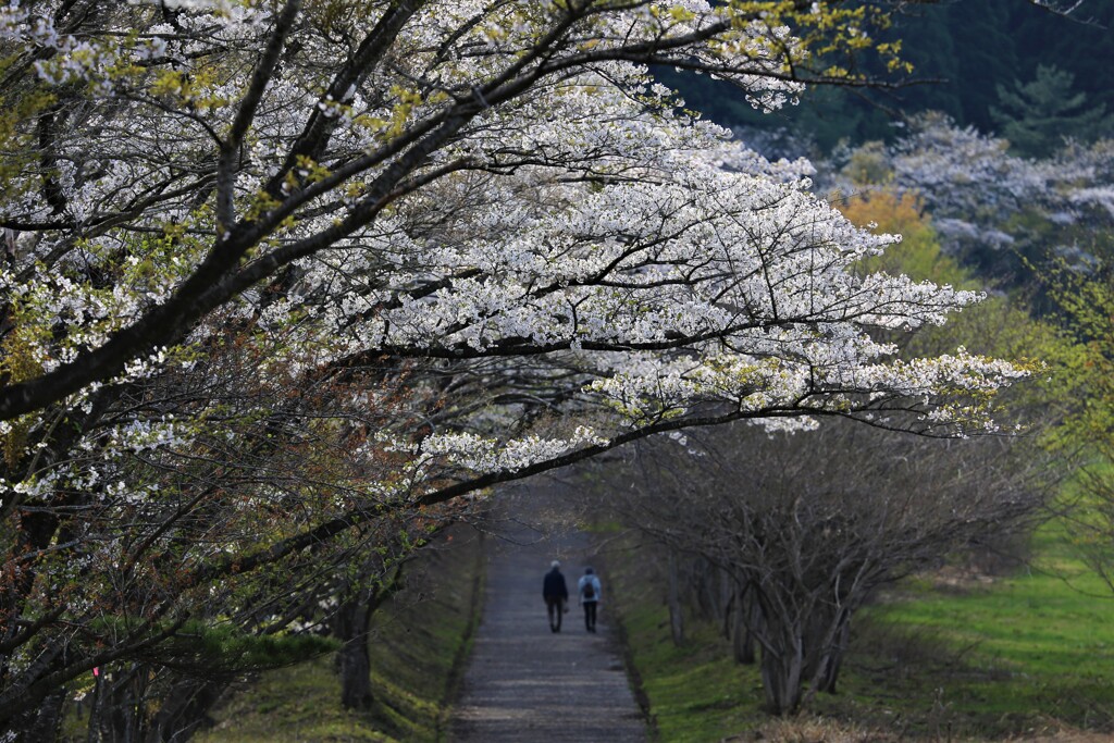 散歩道