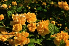 通勤路の花④