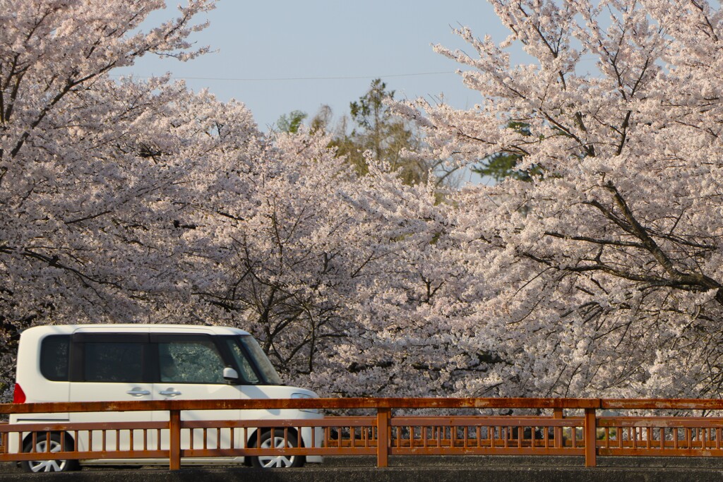 今年の桜