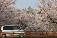 今年の桜