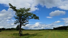 KSRと見た風景(一本の木)