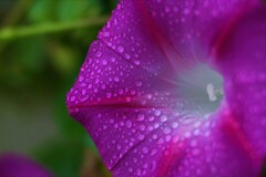 庭の草花⑰