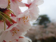 雨の日の桜