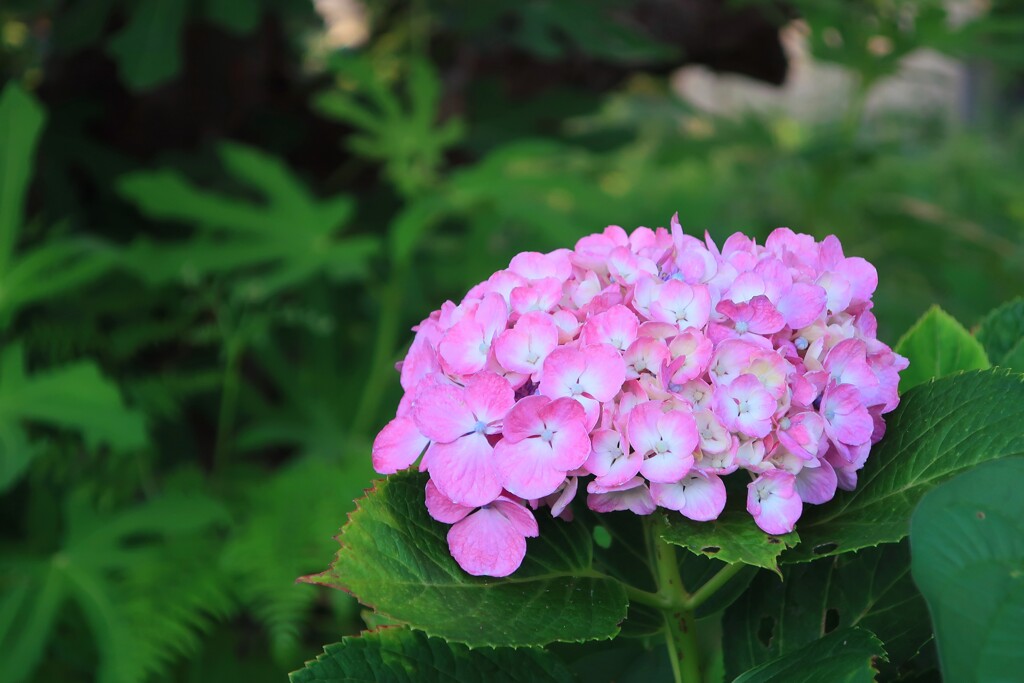 通勤路の花⑫