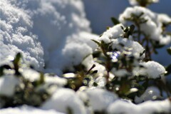 光る雪