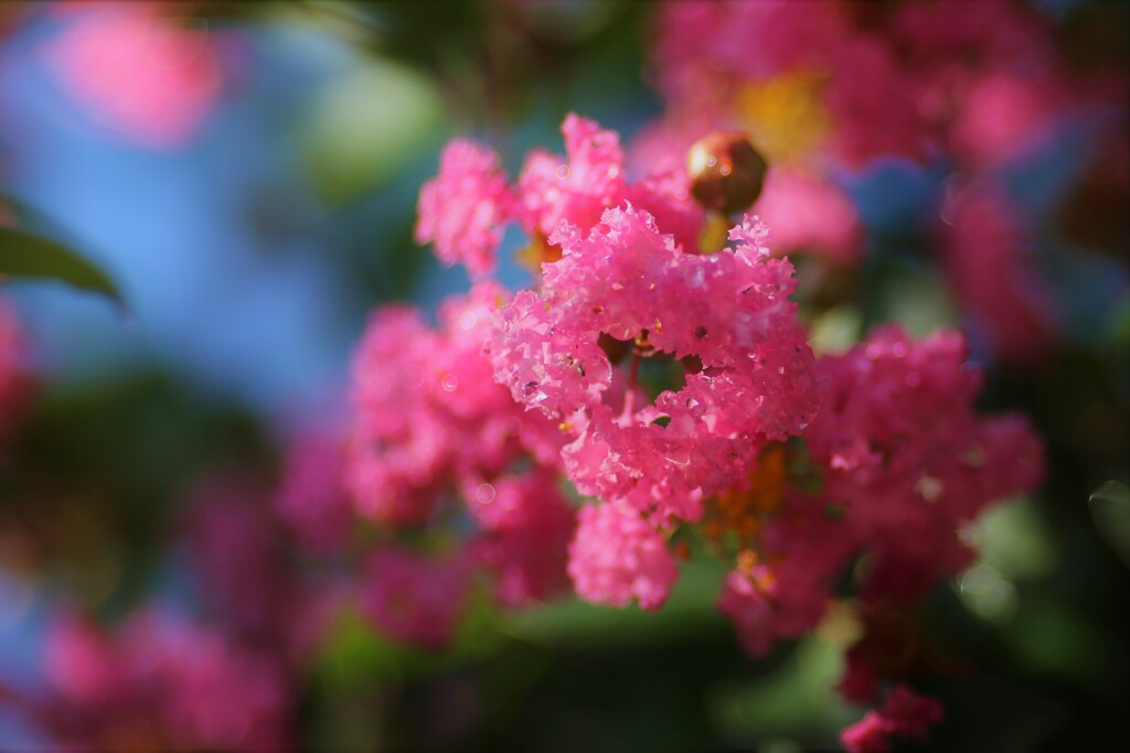 庭の草花⑲