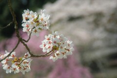 今年の桜⑦