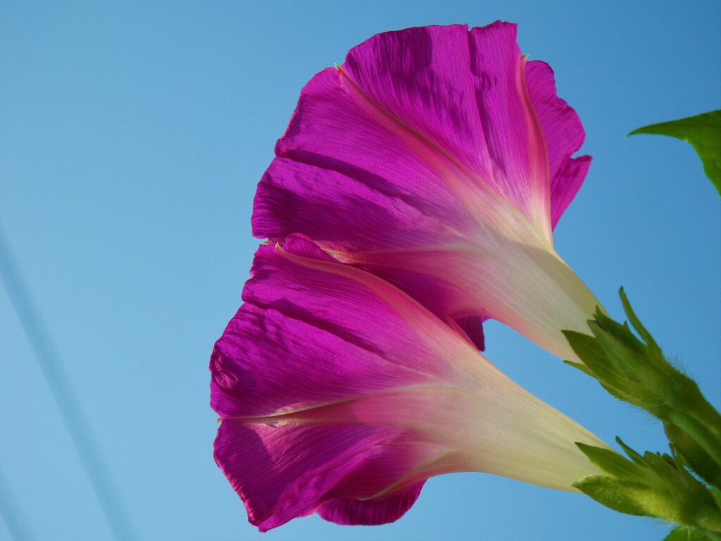 22庭の草花⑰