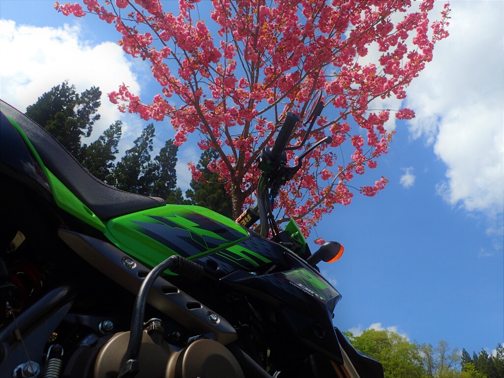 KSRと見た風景(青空と八重桜)