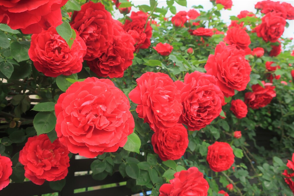 23 通勤路の花