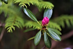 庭の草花②