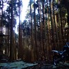 杉林