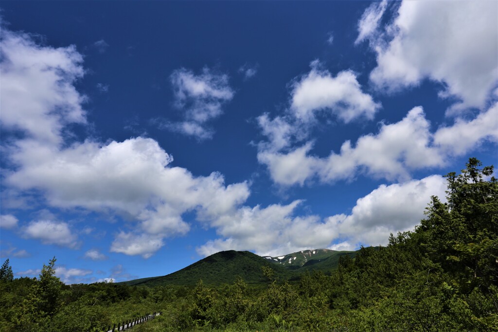 初夏の湿原