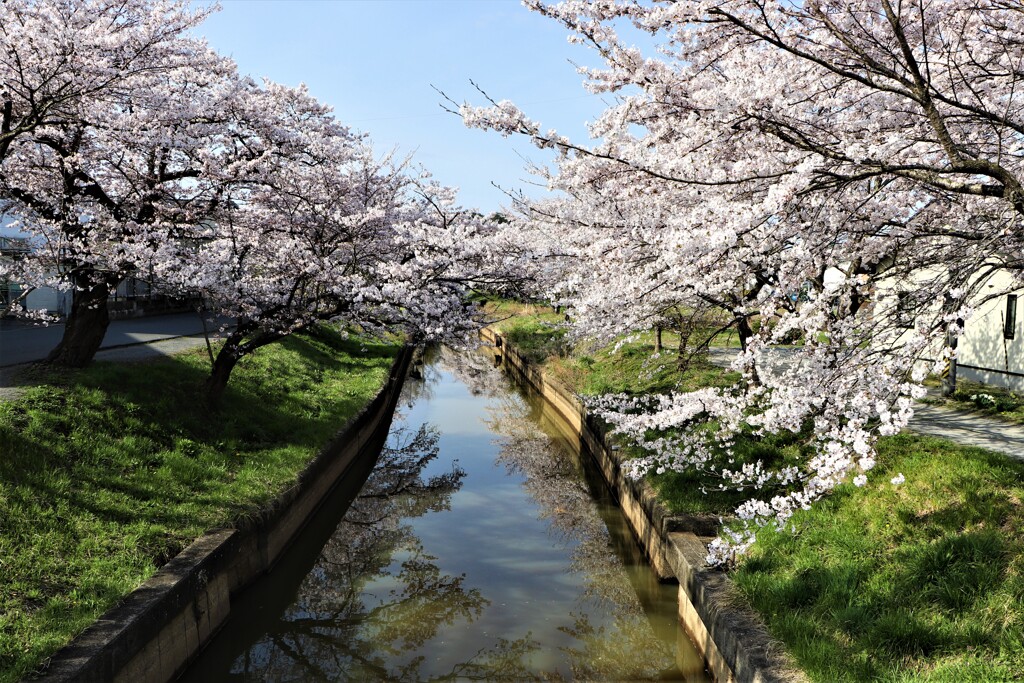 今年の桜④