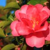通勤路の花⑭
