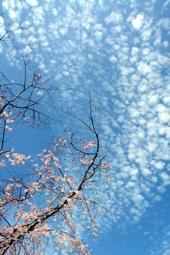 桜と雲