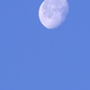 朝の白月
