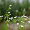 雨の春紫菀