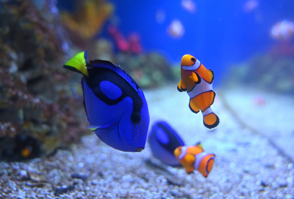 水族館撮影、難しい…！